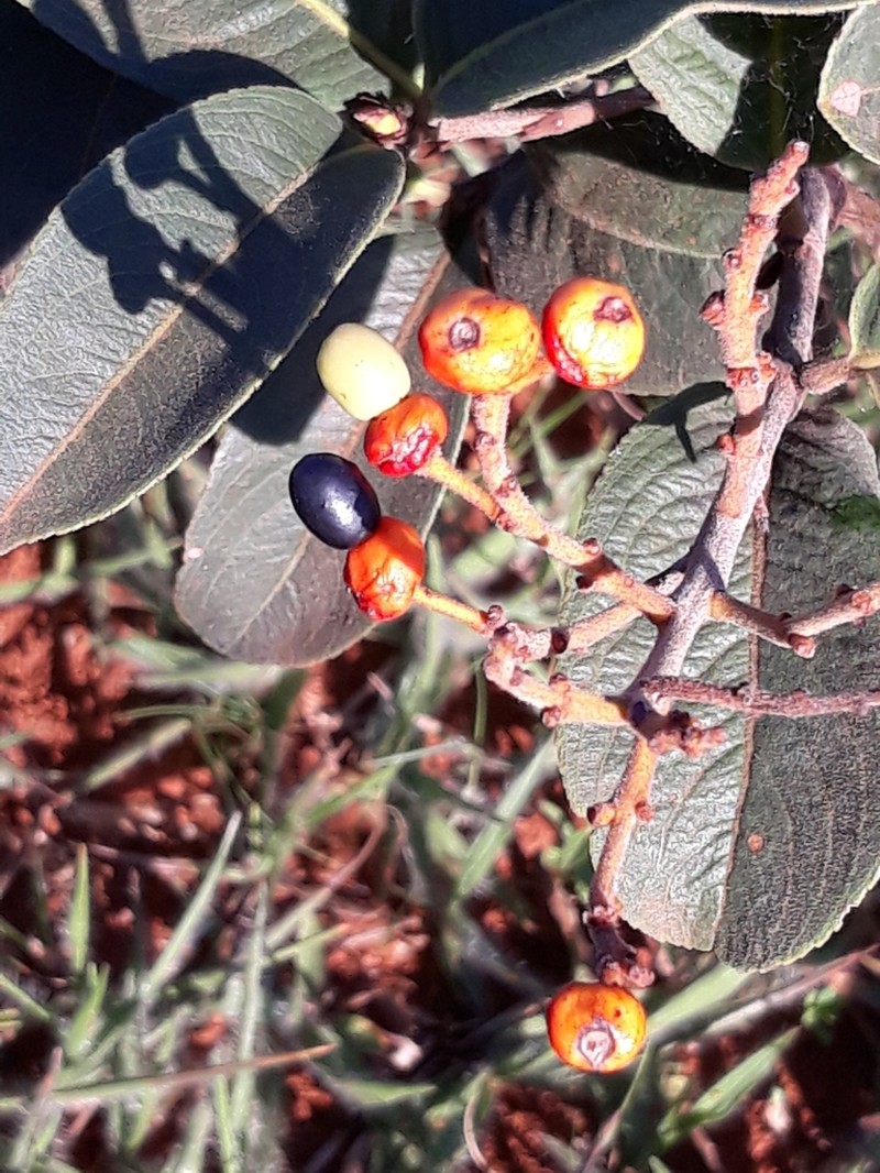 Ouratea nervosa