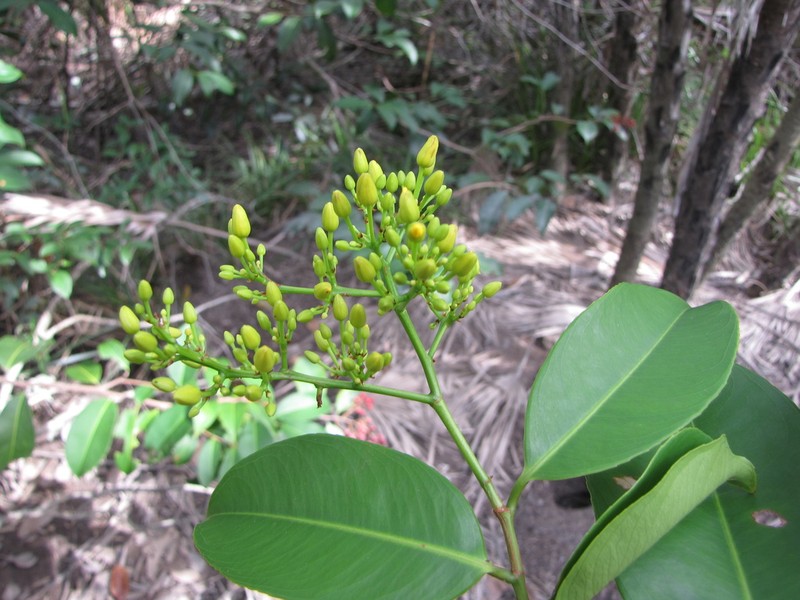 Ouratea nitida