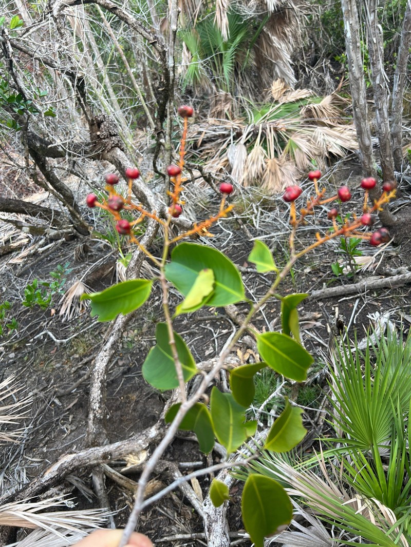 Ouratea nitida photo 2