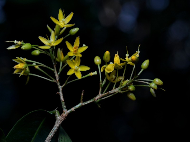 Ouratea nitida photo 4