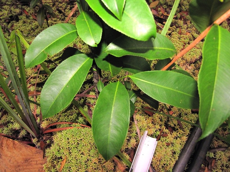 Ouratea nitida photo 5