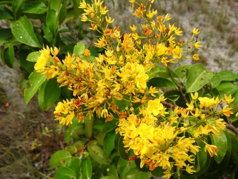 Ouratea nitida photo 7