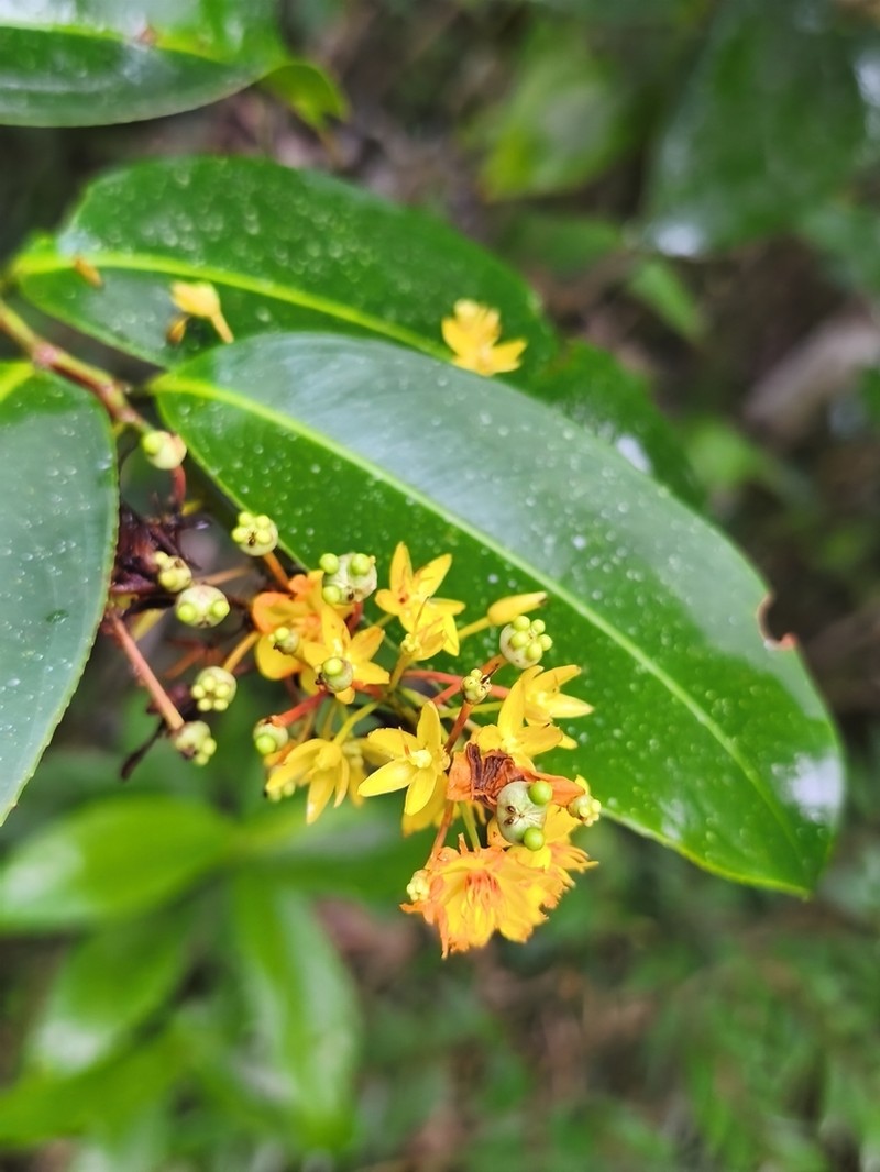 Ouratea nitida photo 8