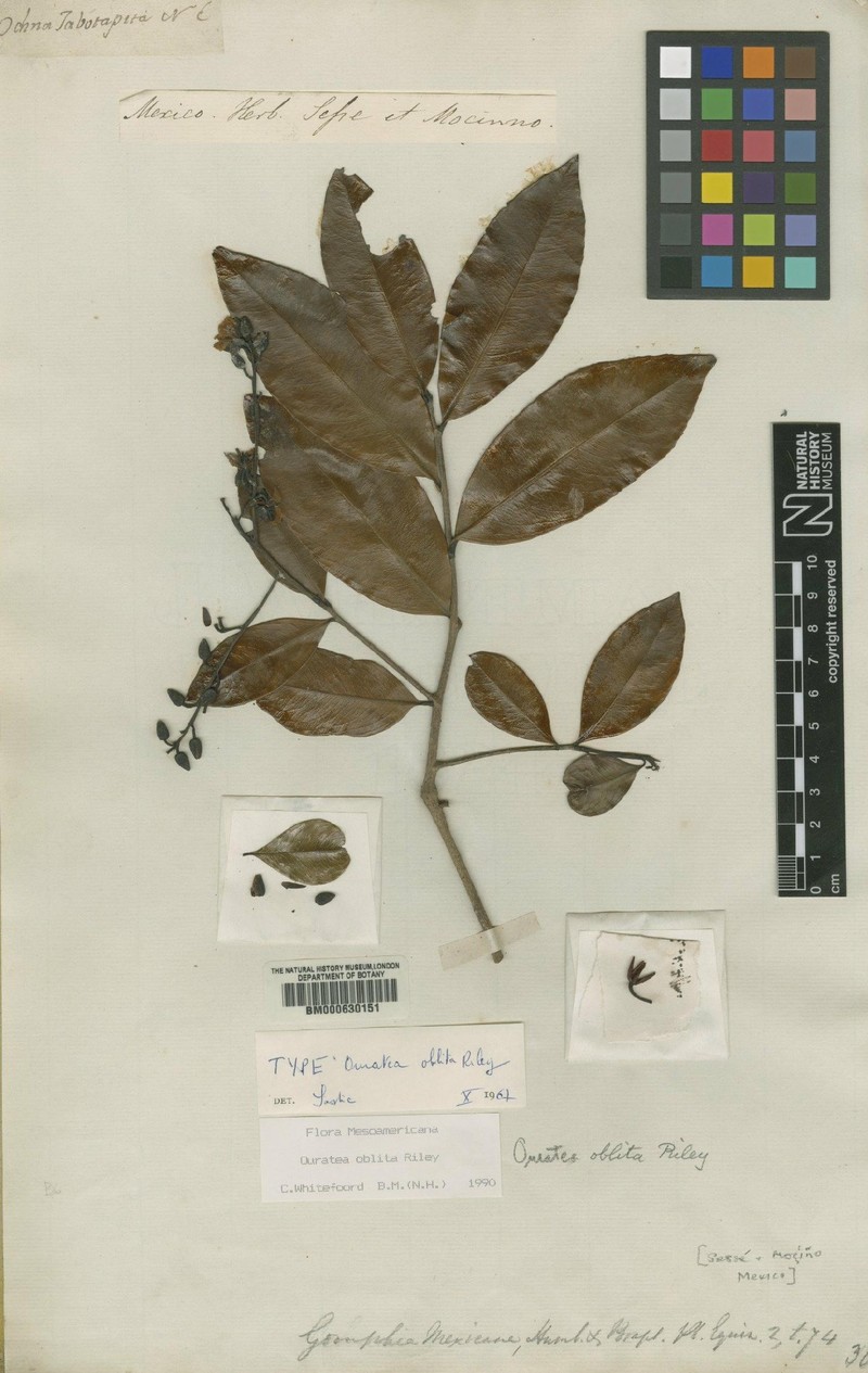 Ouratea oblita