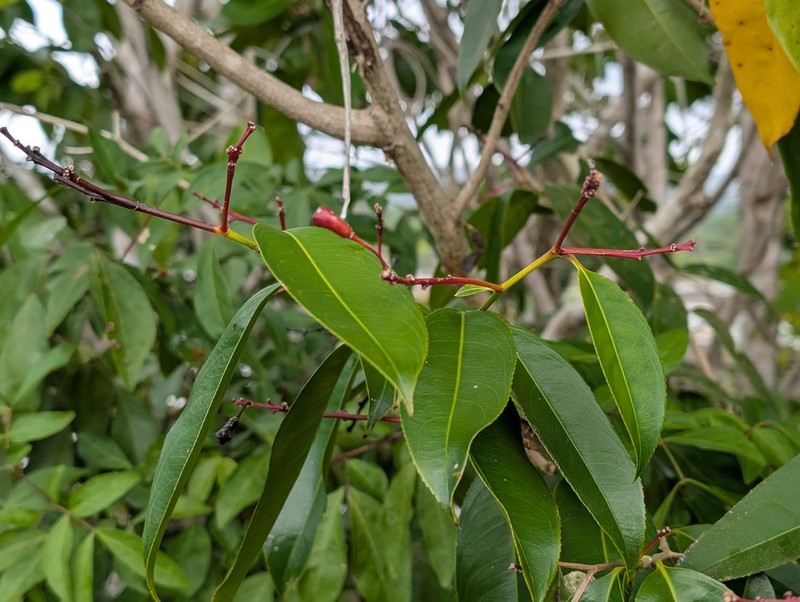 Ouratea occultinervis