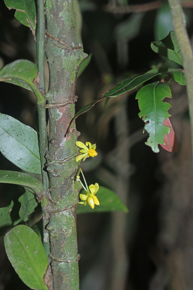 Ouratea oliviformis