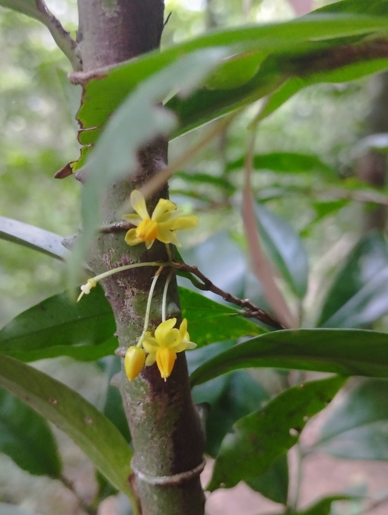 Ouratea oliviformis photo 2