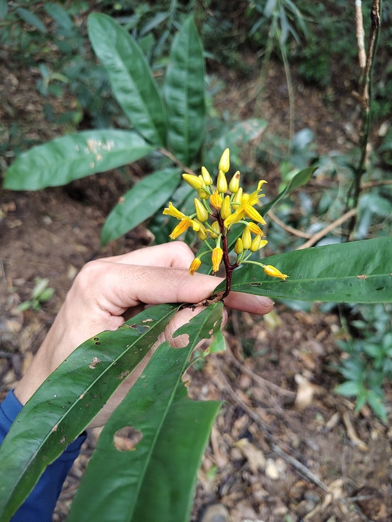 Ouratea oliviformis photo 3