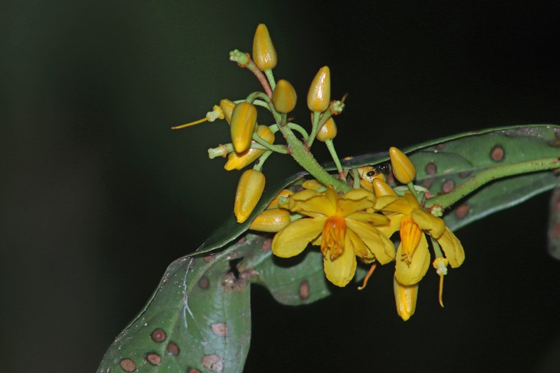 Ouratea oliviformis photo 4