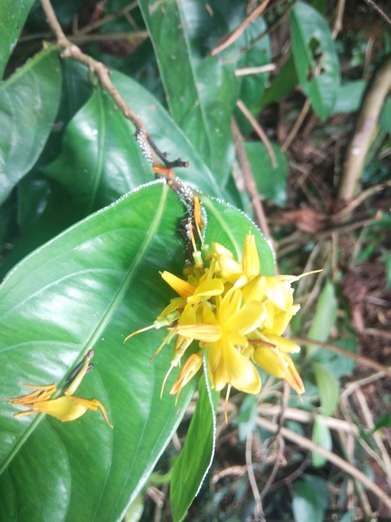 Ouratea oliviformis photo 6