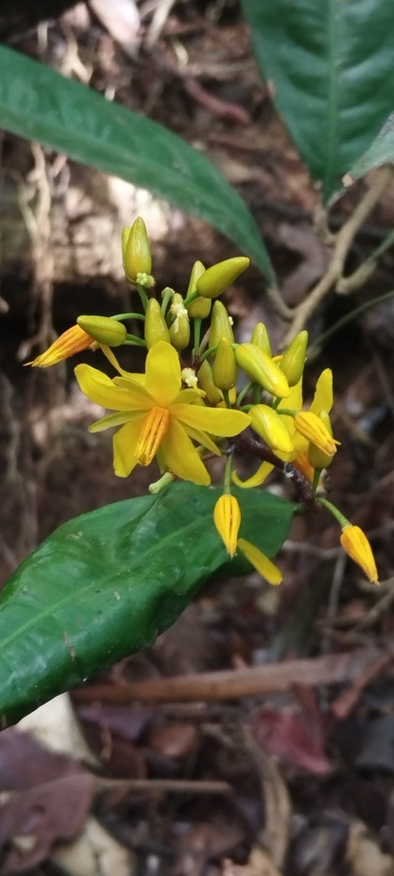 Ouratea oliviformis photo 8