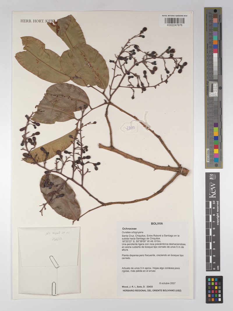 Ouratea orbignyana
