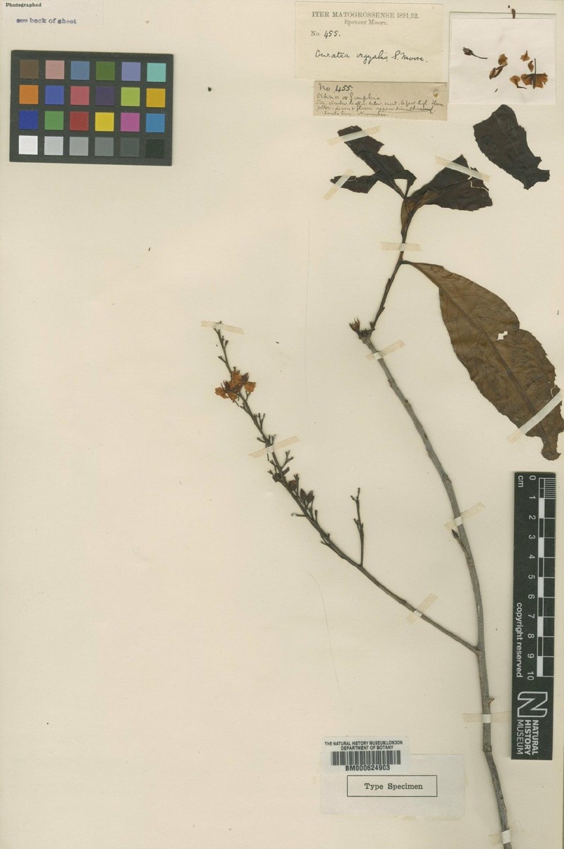 Ouratea orgyalis