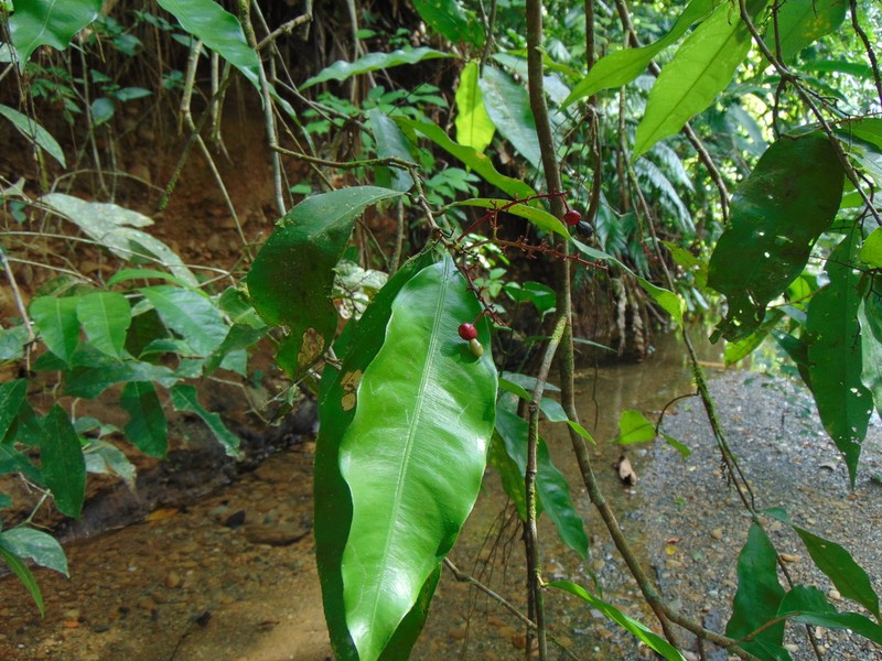 Ouratea osaensis photo 2