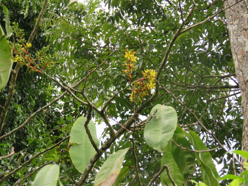 Ouratea osaensis photo 4