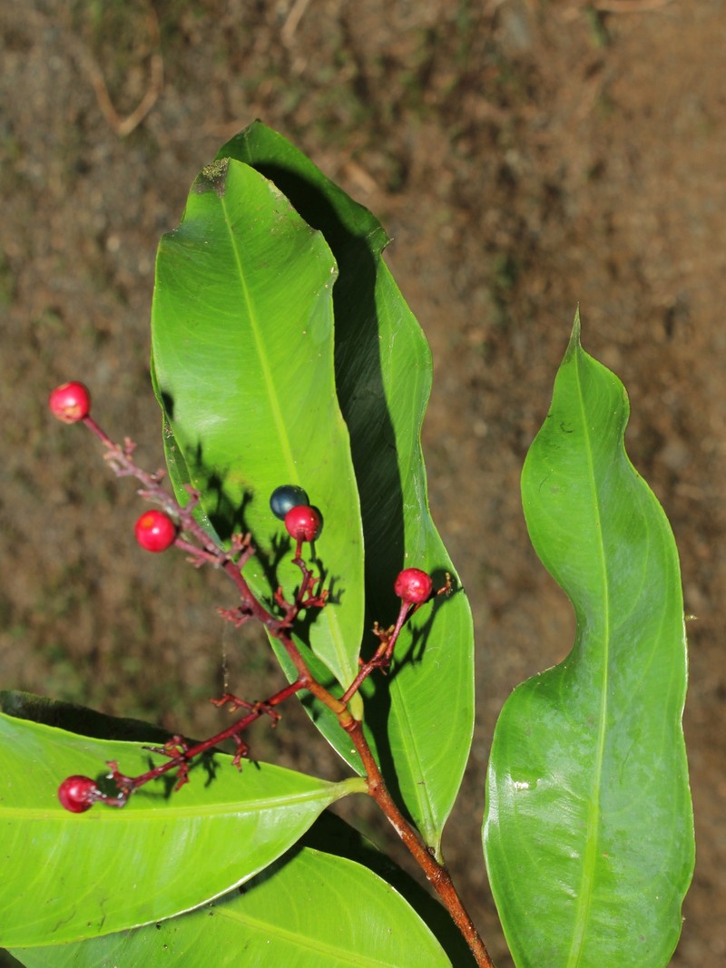 Ouratea osaensis photo 5