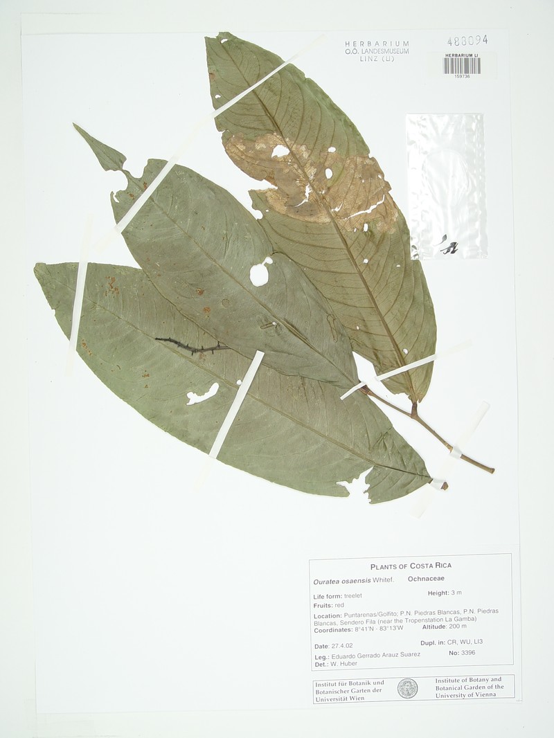 Ouratea osaensis photo 6