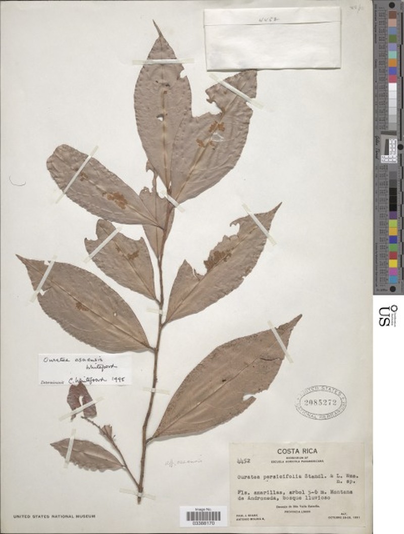 Ouratea osaensis