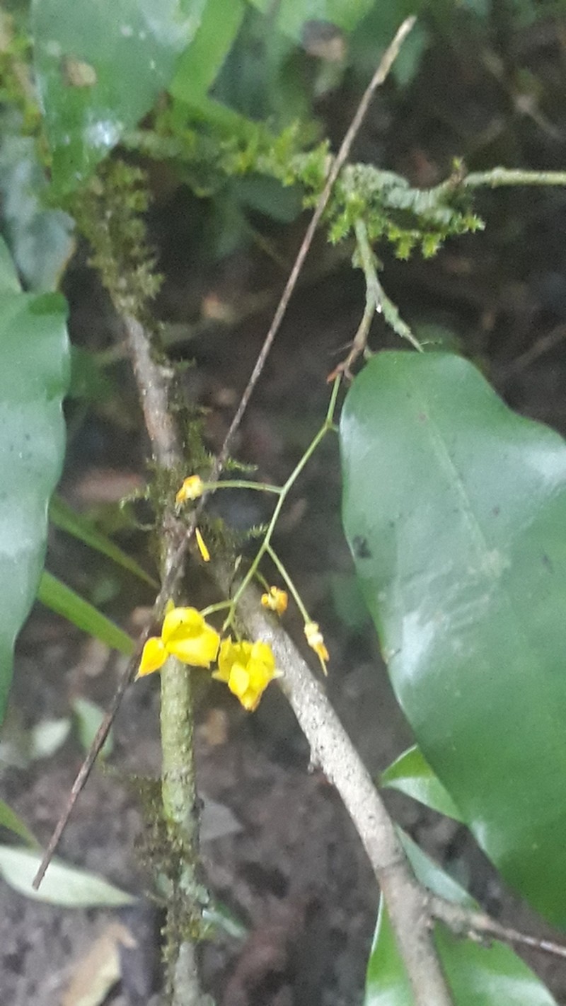 Ouratea parviflora