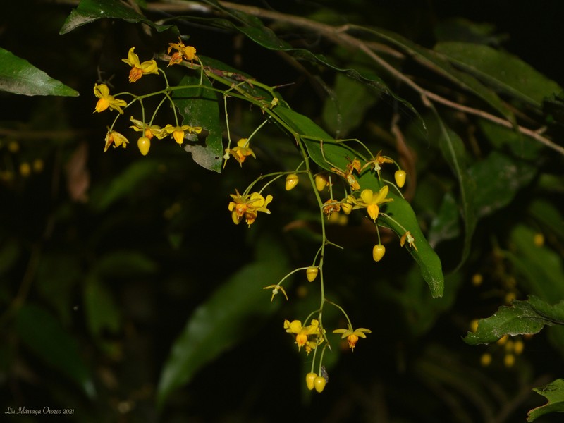 Ouratea parviflora photo 2