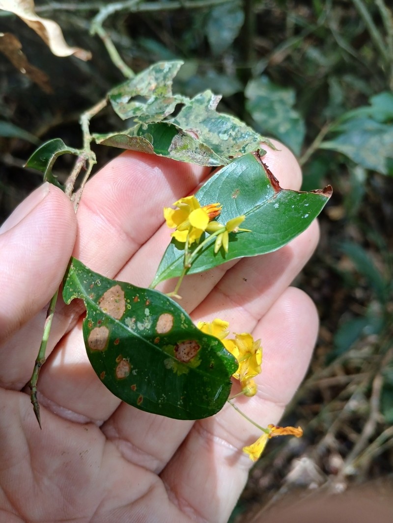 Ouratea parviflora photo 3