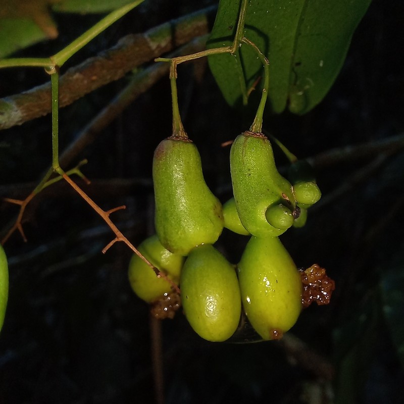 Ouratea parviflora photo 4
