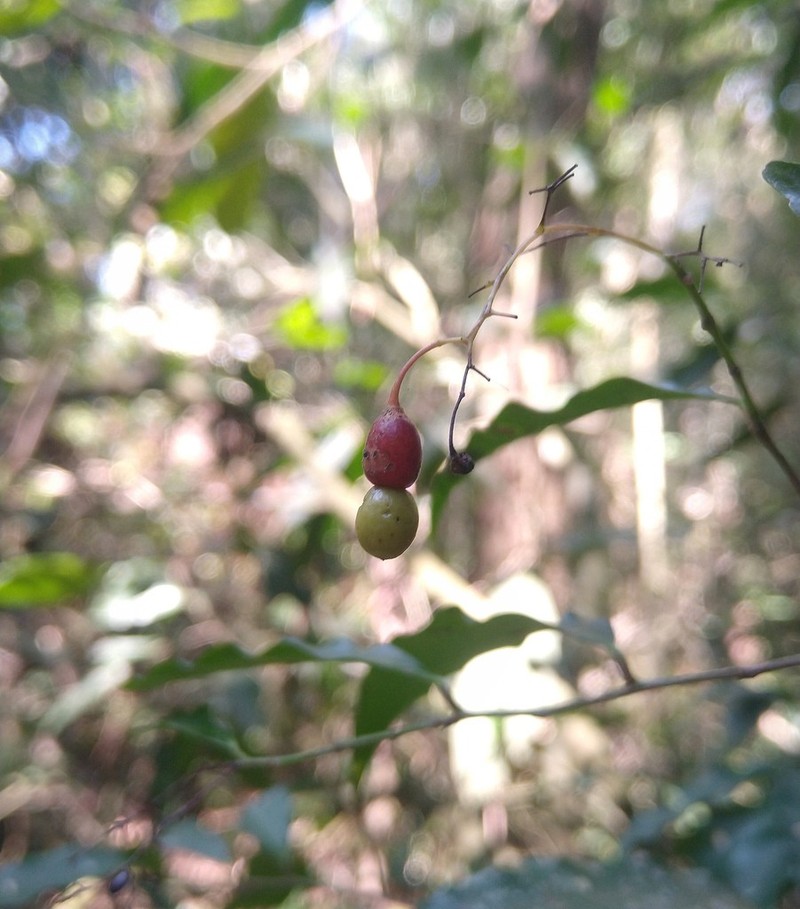 Ouratea parviflora photo 5