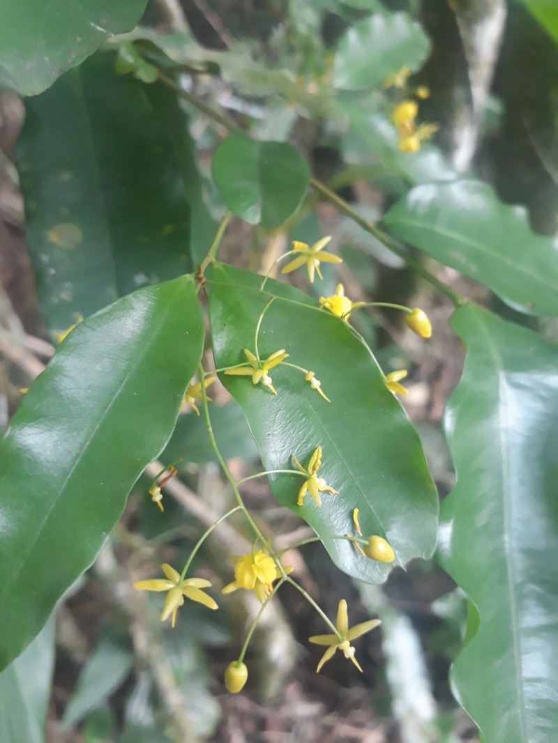 Ouratea parviflora photo 6