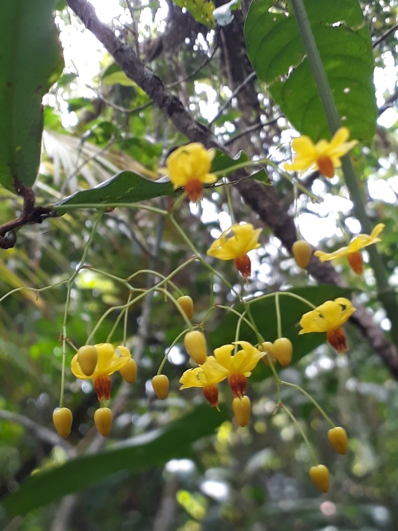 Ouratea parviflora photo 7