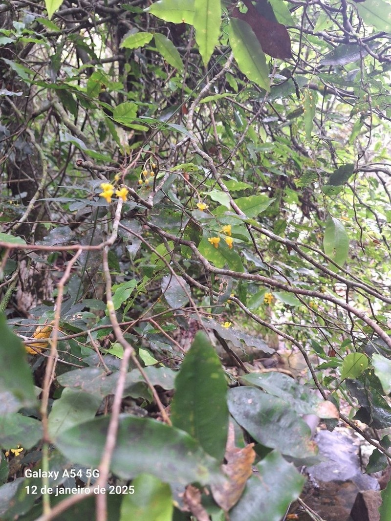 Ouratea parviflora photo 8