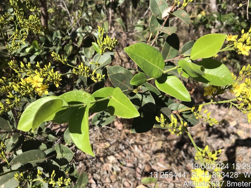 Ouratea parvifolia