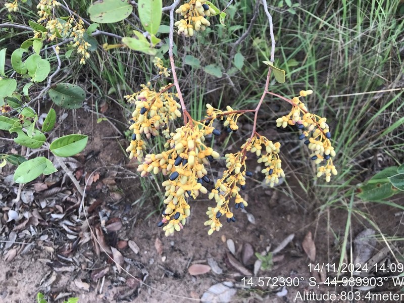 Ouratea parvifolia photo 2