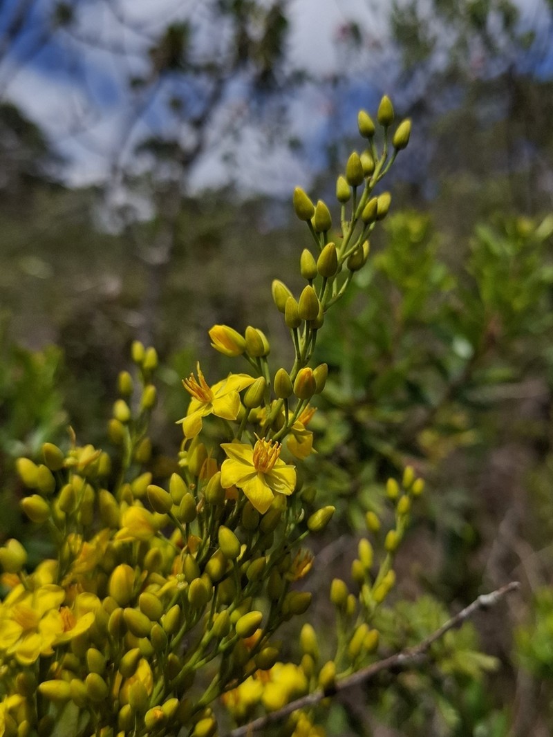 Ouratea parvifolia photo 3