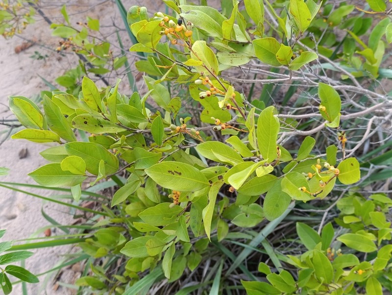 Ouratea parvifolia photo 4