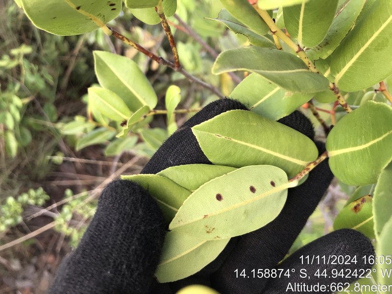 Ouratea parvifolia photo 5