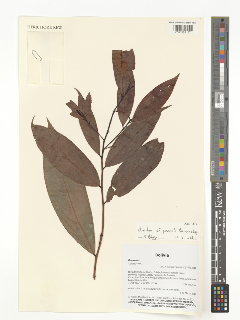 Ouratea pendula