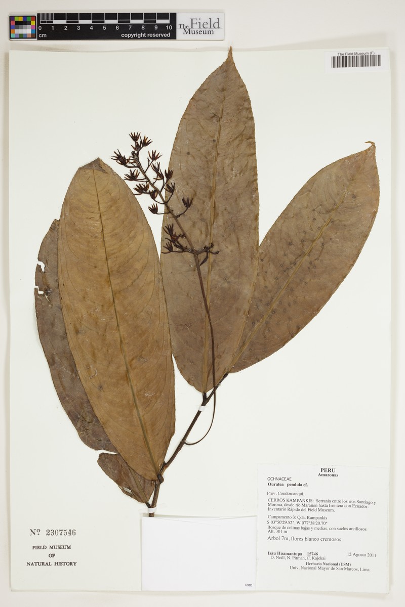 Ouratea pendula photo 3