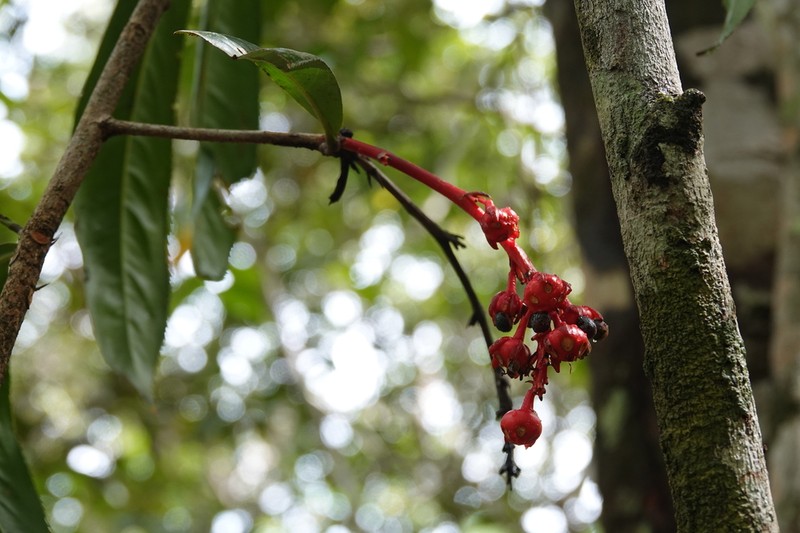 Ouratea platicaulis