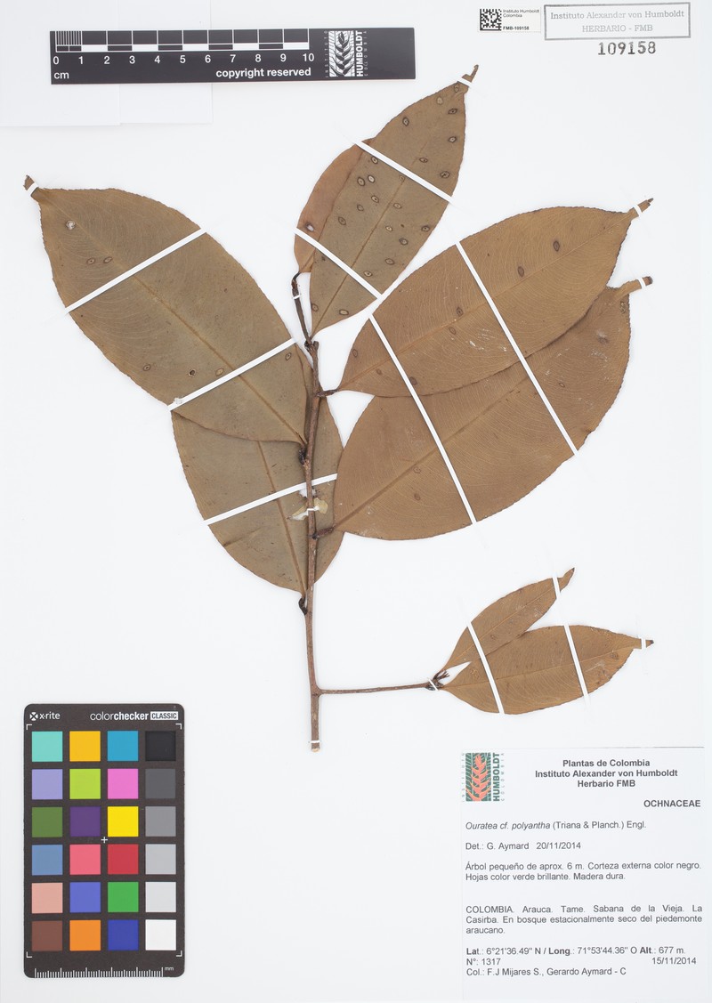 Ouratea polyantha