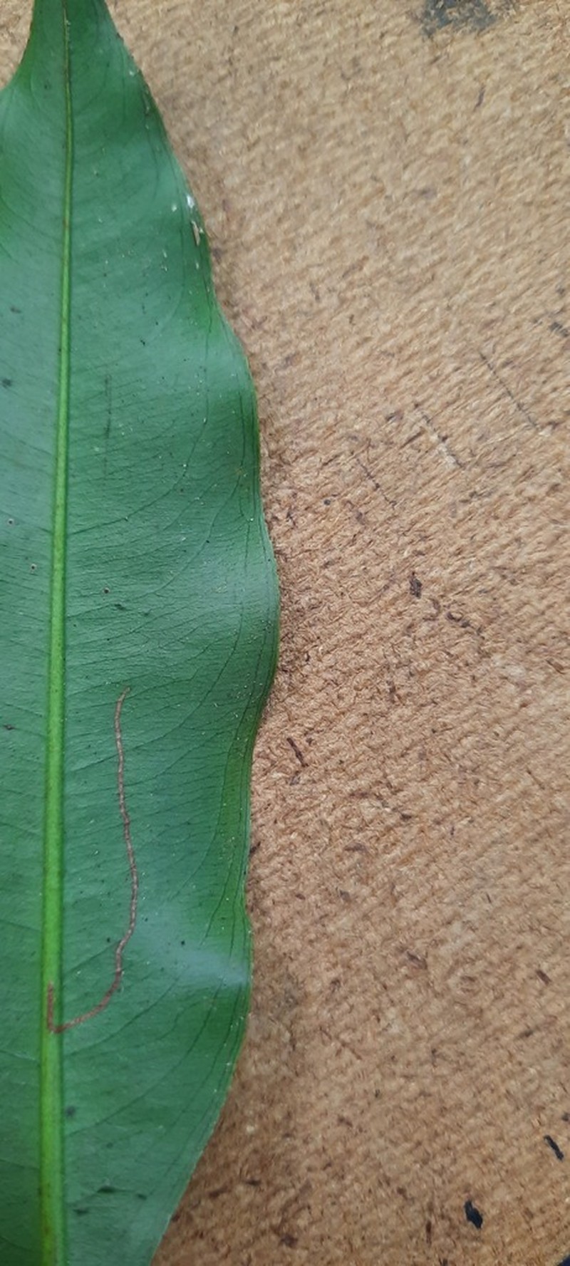 Ouratea polygyna