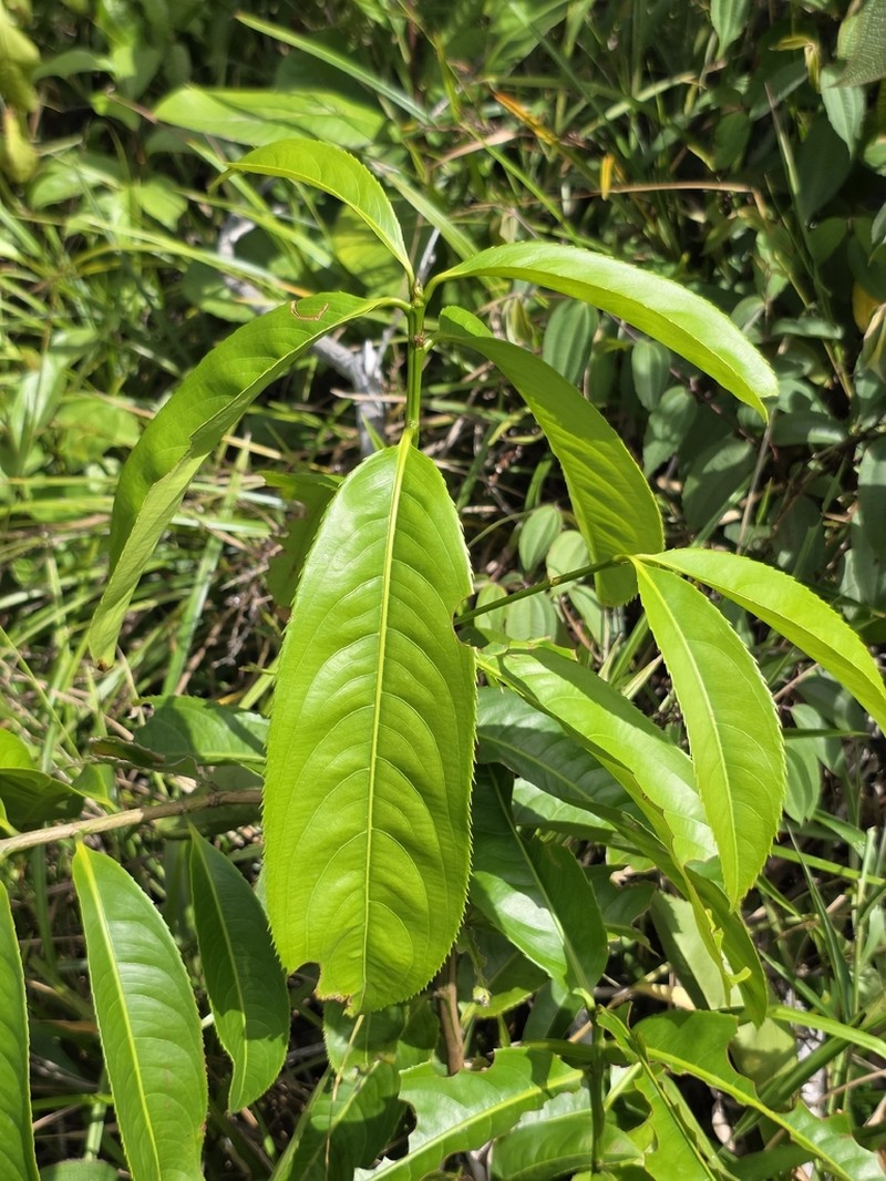 Ouratea purdieana