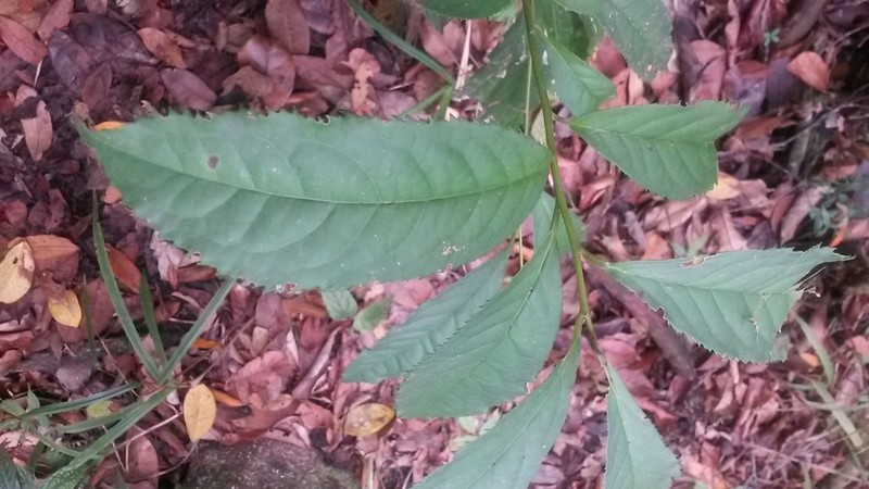 Ouratea purdieana photo 2