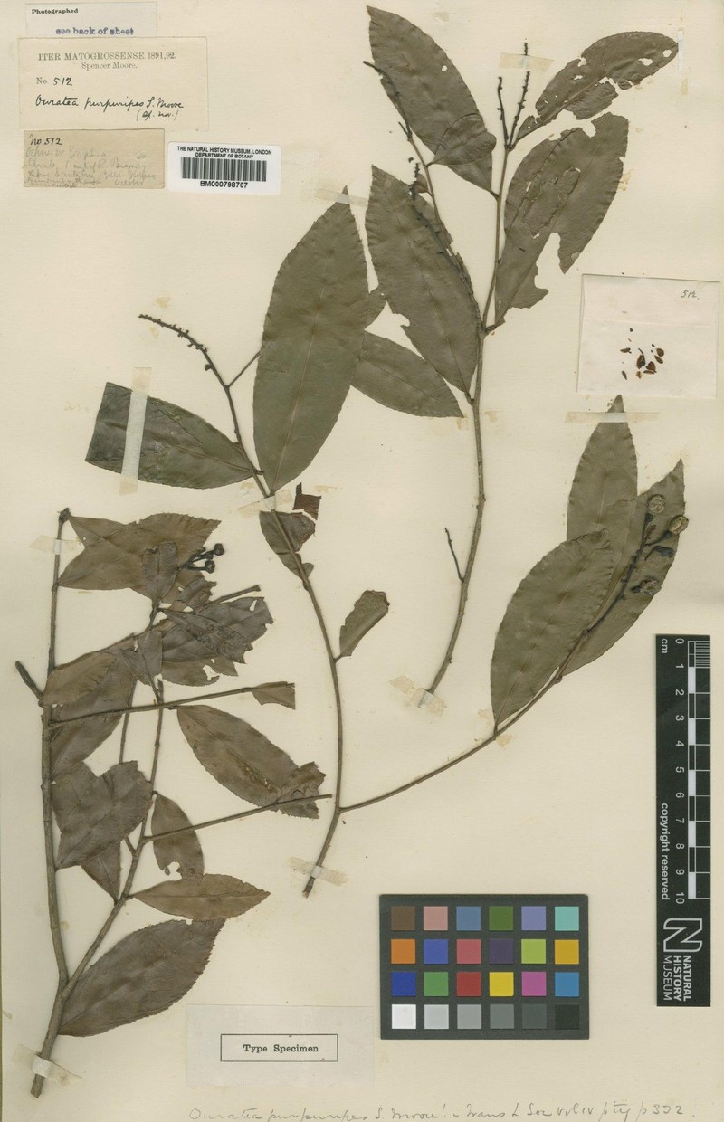 Ouratea purpuripes