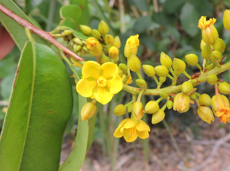 Ouratea racemiformis