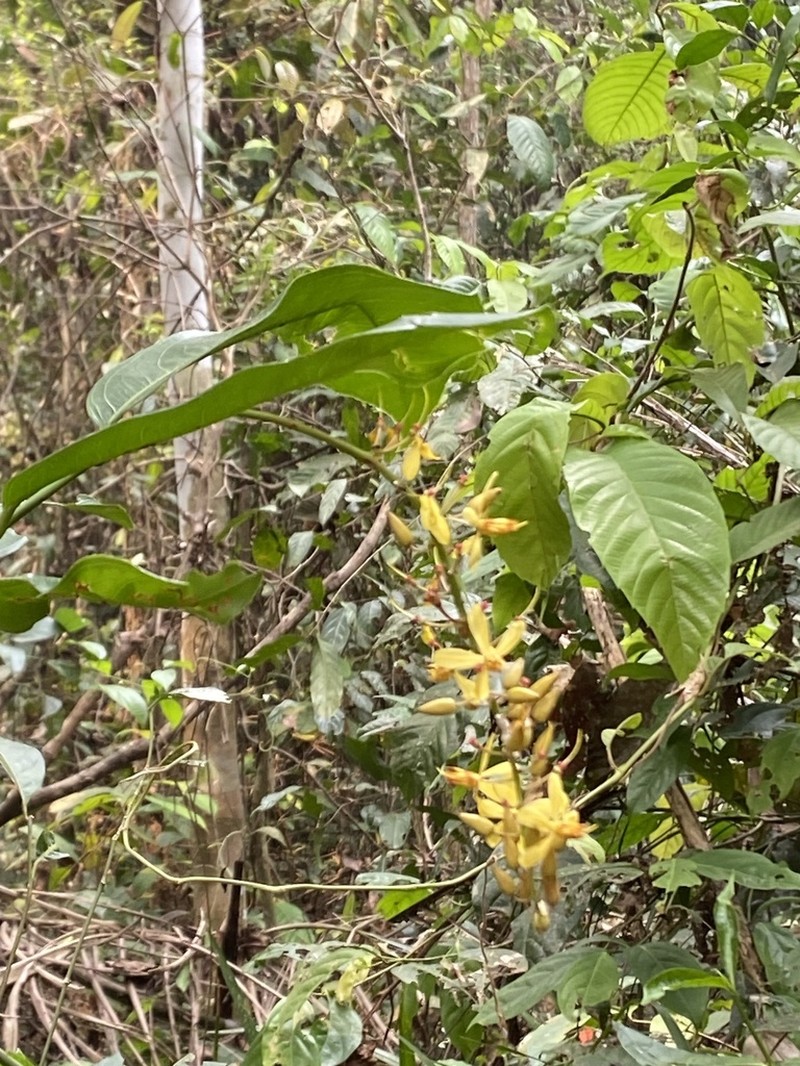 Ouratea racemiformis photo 2