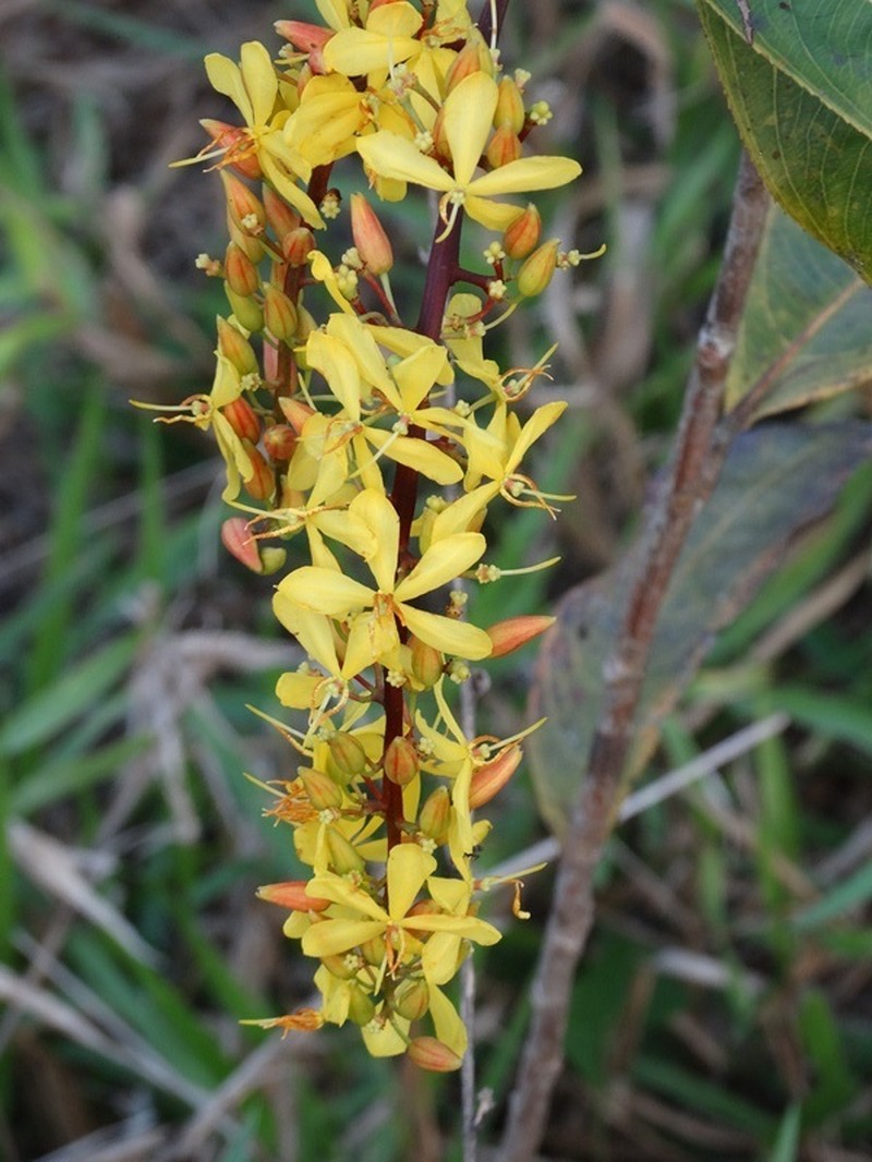 Ouratea racemiformis photo 4