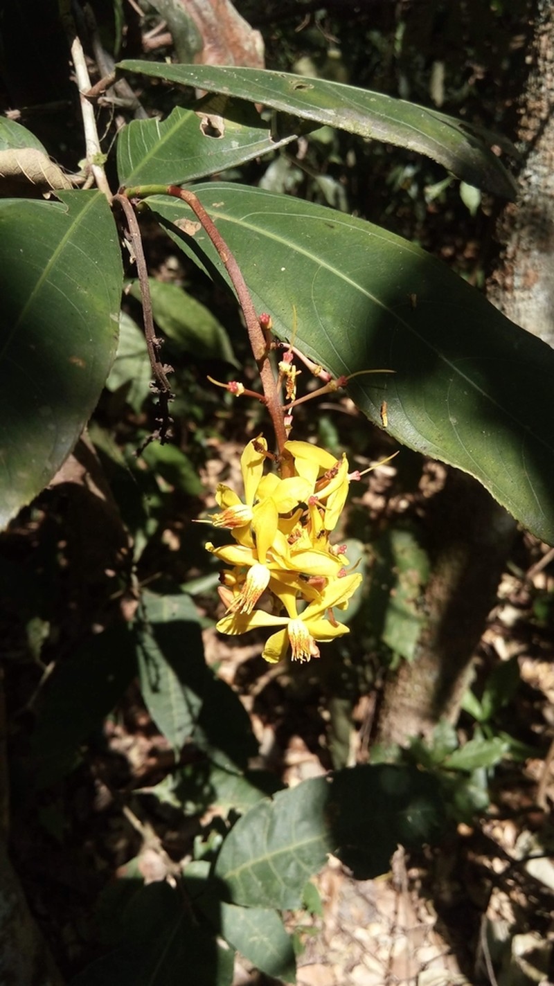 Ouratea racemiformis photo 5