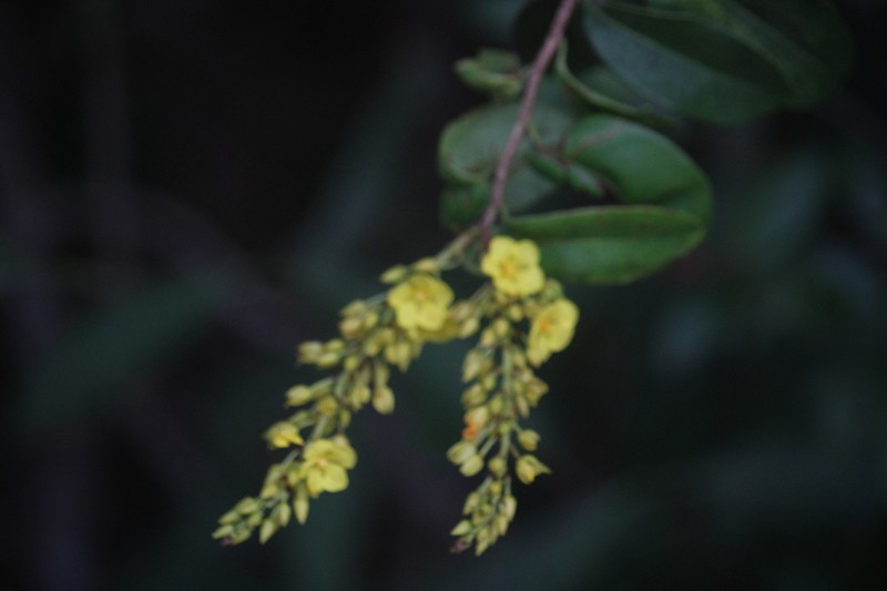 Ouratea racemiformis photo 7