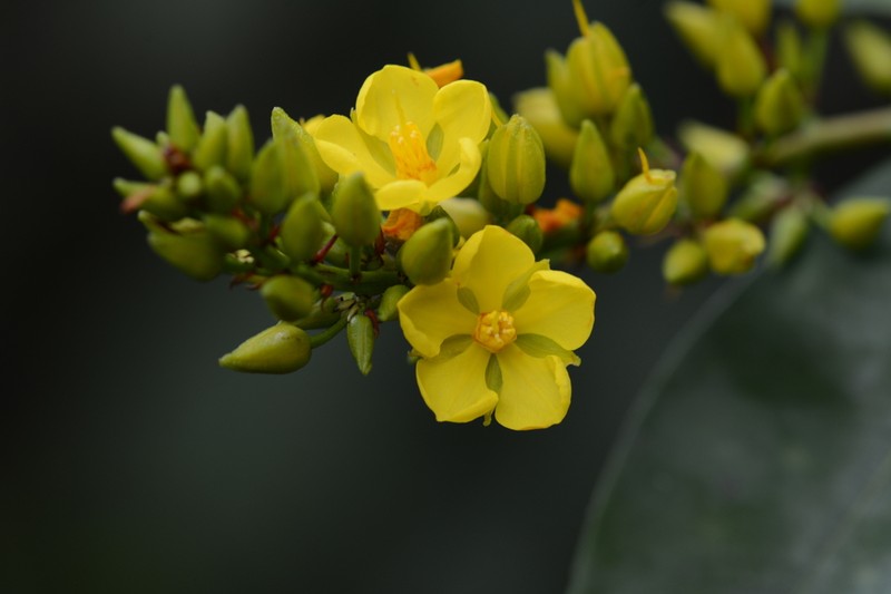 Ouratea racemiformis photo 8