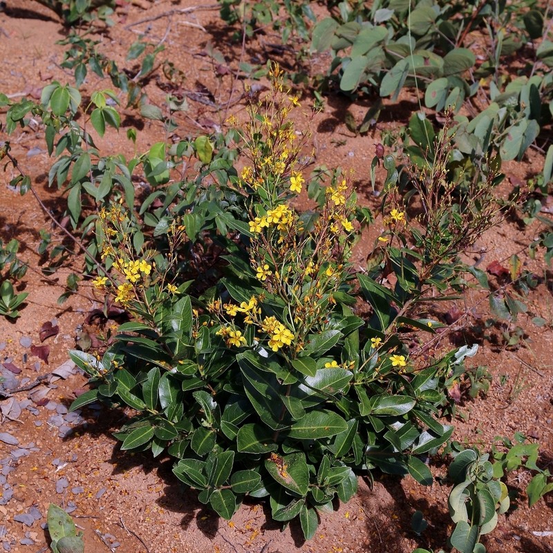 Ouratea riedeliana